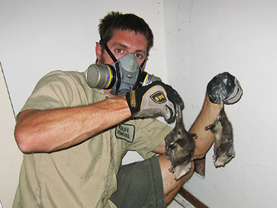 Norfolk raccoon trapping